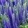  Blue speedwell Мразоустойчиви Royal Candles голям разсад 1.5л