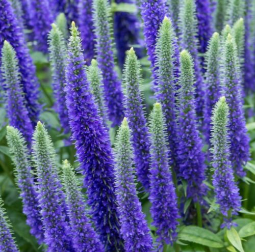  Blue speedwell Мразоустойчиви Royal Candles голям разсад 1.5л