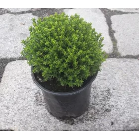    Храст за разсад Hebe Emerald Green Globe до 40см КОМПЛЕКТ 10 БР