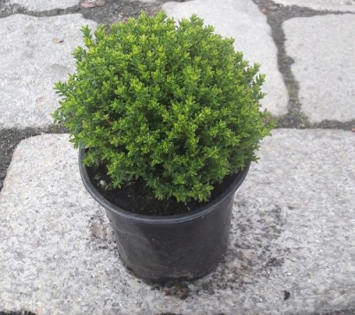 Храст за разсад Hebe Emerald Green Globe до 40см КОМПЛЕКТ 10 БР