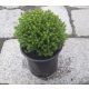  Храст за разсад Hebe Emerald Green Globe до 40см КОМПЛЕКТ 10 БР