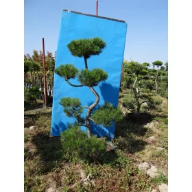    ФОРМИРАН БОНСАИ NIWAKI PINUS NIGRA ЧЕРЕН БОР