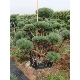 ФОРМИРАН БОР NIWAKI PINUS SYLVESTRIS WATERERI