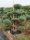  ФОРМИРАН БОР NIWAKI PINUS SYLVESTRIS WATERERI