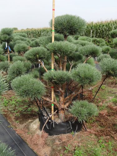  ФОРМИРАН БОР NIWAKI PINUS SYLVESTRIS WATERERI