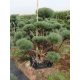  ФОРМИРАН БОР NIWAKI PINUS SYLVESTRIS WATERERI