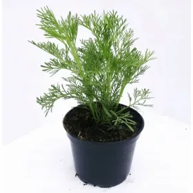    Коледна елха от пелин - Кола - Едър разсад