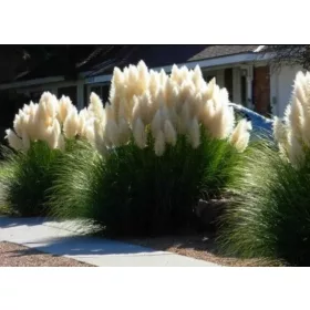    Бяла пампасска трева - красива, гъста и голяма