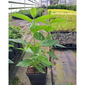    Бели, розови хортензии, разсад в съд 2-3л, 5-15 см.