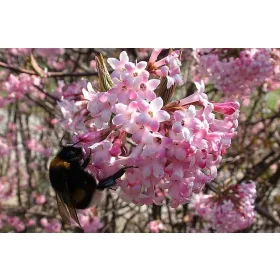 Разсад калина в съд 2-3 литра 40-60см