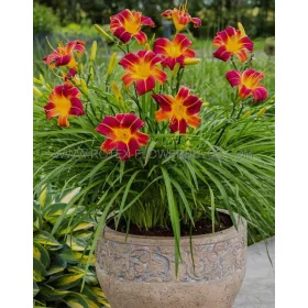    Red Rib Daylily Ежедневна лилия червено-жълт многогодишен разсад