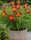  Red Rib Daylily Ежедневна лилия червено-жълт многогодишен разсад