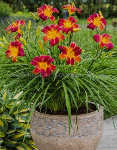  Red Rib Daylily Ежедневна лилия червено-жълт многогодишен разсад