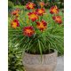  Red Rib Daylily Ежедневна лилия червено-жълт многогодишен разсад