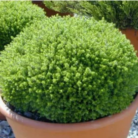    Хебе растение за дома, разсад в саксия на алпинеум