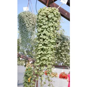    Курдибанек бръшлян против комари, билка за храносмилане