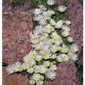    Разсад слънчоглед в контейнер 0,5л