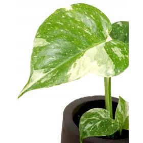    Monstera Thai Constellation S - бебешки разсад Колекционерски растения DØ6