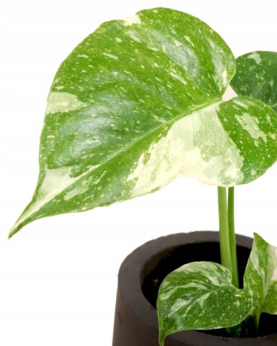  Monstera Thai Constellation S - бебешки разсад Колекционерски растения DØ6