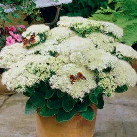  Sedum STARDDUS WHITE НАЙС СЪЖД 2Л