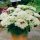  Sedum STARDDUS WHITE НАЙС СЪЖД 2Л