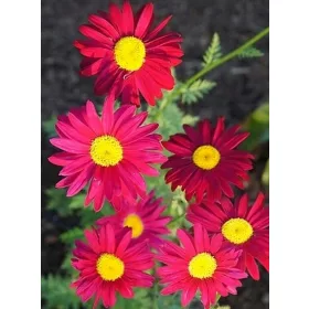    ROBINSON RED PINK PIERLEY ДЪЛГО ЦЪФТЕЩ! ПОСАД 2 ГОДИНИ