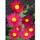  ROBINSON RED PINK PIERLEY ДЪЛГО ЦЪФТЕЩ! ПОСАД 2 ГОДИНИ