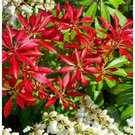    ПИЕРИС ЯПОНИКА "ПЛАНИНСКИ ПОЖАР" ПИЕРИС ЯПОНСКИ