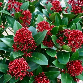  SKIMMIA JAPONICA RUBELLA ЯПОНСКА СКИМИЯ
