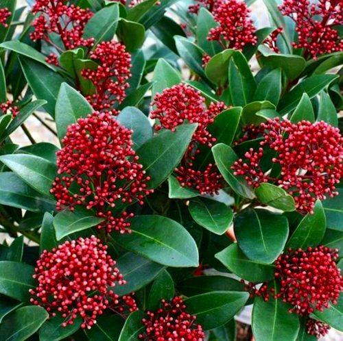  SKIMMIA JAPONICA RUBELLA ЯПОНСКА СКИМИЯ