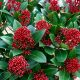  SKIMMIA JAPONICA RUBELLA ЯПОНСКА СКИМИЯ
