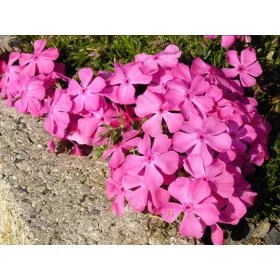    Phlox килим от цветя цъфти 120 дни, разсад розово