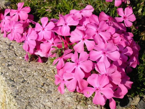  Phlox килим от цветя цъфти 120 дни, разсад розово