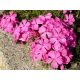  Phlox килим от цветя цъфти 120 дни, разсад розово