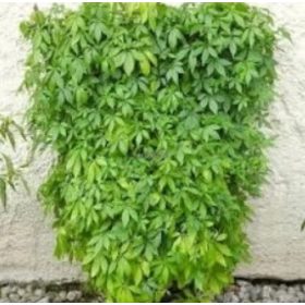    GYNOSTEMMA билката на живота Полски женшен СЕЯНЕ XL