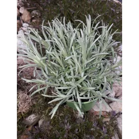    Италиански хелихризум Magi Maggi, разсадът презимува, мирише на CARRY AND MAGGI в едно