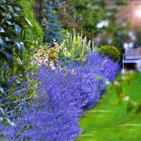    CATNIP отблъсква комари, молци, кърлежи, разсад