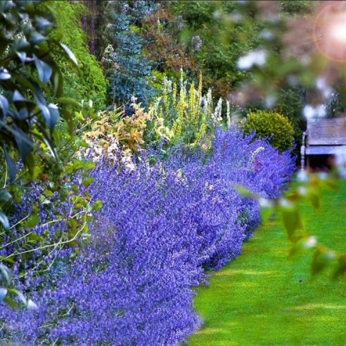  CATNIP отблъсква комари, молци, кърлежи, разсад