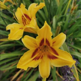    Лилейник Бонанза Лилейник жълт многогодишен разсад
