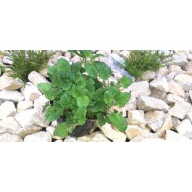    Медоносният разсад от маточина презимува и мирише