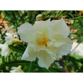    OLEANDER yellow пълен LUTEUM PLENUM вкоренен разсад за цъфтеж