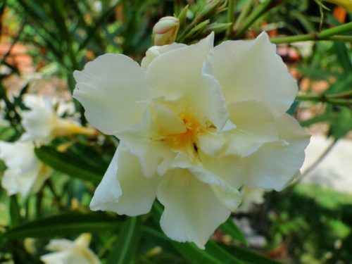  OLEANDER yellow пълен LUTEUM PLENUM вкоренен разсад за цъфтеж