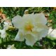  OLEANDER yellow пълен LUTEUM PLENUM вкоренен разсад за цъфтеж