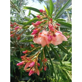    Salmon OLEANDER full PROVENCE вкоренен разсад за цъфтеж