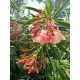  Salmon OLEANDER full PROVENCE вкоренен разсад за цъфтеж