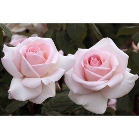  Разсад розова роза в бала