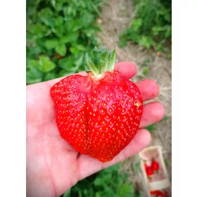    АЗИЯ горски ягоди и ягоди, разсад в съд 0,5л, 8-15см.