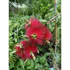  КАЛИСТЕМОН ЧЕРВЕН ЦЪФТЯЩ разсад