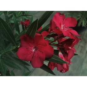    ОЛЕАНДЪР червен пълен GEANT DES BATAILLES цъфтящ разсад