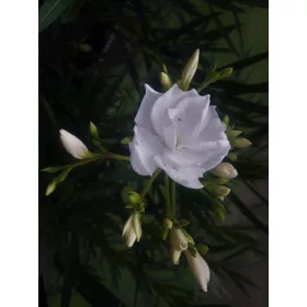    ОЛЕАНДЪР бял пълен АЛБУМ ПЛЕНУМ вкоренен разсад за цъфтеж